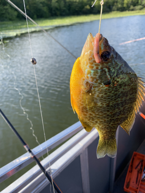 Sunfish Photo by Autumn